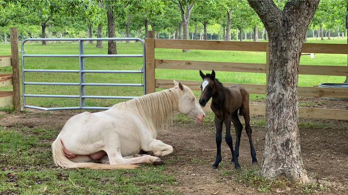 The Birth of Our Special Needs Foal